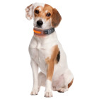 Ошейник для собак Zoofari Collier LED Pour Chien светодиодный M 47-55х3,5 см