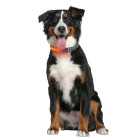 Ошейник для собак Zoofari Collier LED Pour Chien светодиодный L 64-70х3,5 см