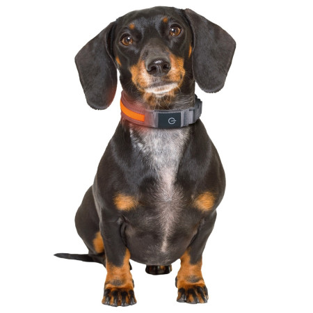 Нашийник для собак Zoofari Collier LED Pour Chien світлодіодний S 36-40х2,7 см